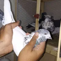 کاشانی پرشی|پرنده|مسجد سلیمان, |دیوار