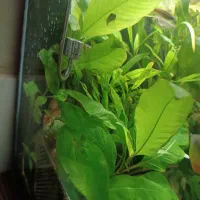 گیاه آکواریومی