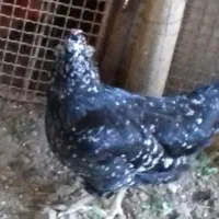 مرغ خروس گلین|حیوانات مزرعه|خان ببین, |دیوار