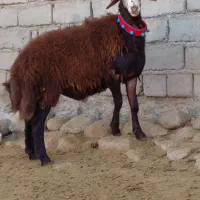 بره قوچی|حیوانات مزرعه|تربت جام, خیرآباد|دیوار
