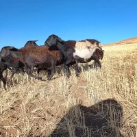 ۱۱عددگوسفند جوان باردار هستن دوتاش زایده