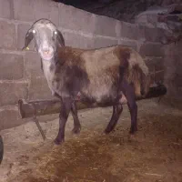 گوسفند|حیوانات مزرعه|سرپل ذهاب, |دیوار