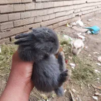 فروش توله خرگوش لپ دررنگ های مختلف دونه 190|موش و خرگوش|دوگنبدان, |دیوار