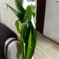 ذرتی بزرگ  گلدون سرامیکی 350 بدون گلدون 300|گل و گیاه طبیعی|شیراز, لشکری‎|دیوار