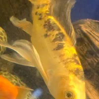 ماهی نژاد کوی|ماهی|رشت, پاره بیجار|دیوار