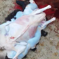 گوسفند زنده بره نر میش بز