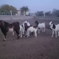 ۶راس میش چال ۳راس بز با بزغاله ۱راس نربز|حیوانات مزرعه|تاکستان, |دیوار