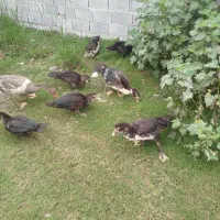 ۶عدداردک اسراییلی