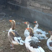 غازبا جوجه و مرغ لاری.رودان|حیوانات مزرعه|بندرعباس, |دیوار