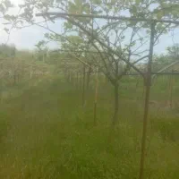 نهار کیوی 4و5ساله برای فروش