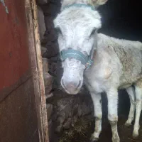 الاغ میانسال باری