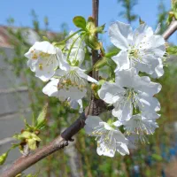 نهالستان باقری امامزاده هاشم