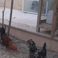 مرغ و خروس گلین|حیوانات مزرعه|کاشان, قطب راوندی|دیوار