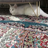 گربه پرشین|گربه|کرمان, |دیوار