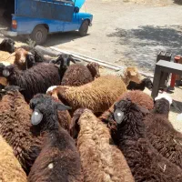 بره چهل چشمه کردستان زنده|حیوانات مزرعه|تهران, پاسداران|دیوار