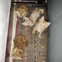 حیوانات خانگی|گربه|شیراز, سلطان آباد|دیوار