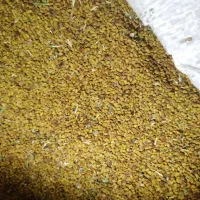 بذر یونجه محلی به شرط تضمین