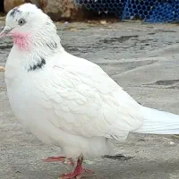 کبوتر تهرانی