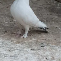 نروماده نوک ریز|پرنده|قم, کیوانفر|دیوار