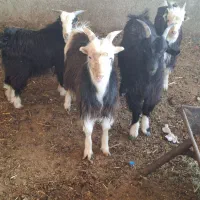 بزغاله نر چاق|حیوانات مزرعه|پاکدشت, پاکدشت (مامازند)|دیوار