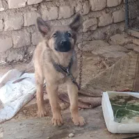 سگ نژاد مالینوز