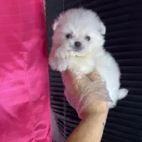 پامر کراس عروسکی پشمالو سگ توله سایز تیکاپ