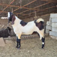 دبر جوان مست