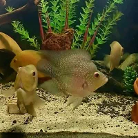 فروش اکواریوم زیر قیمت با تموم وسایل ۴/۳۰۰