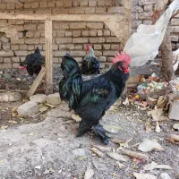 خروس پا پر مشکی