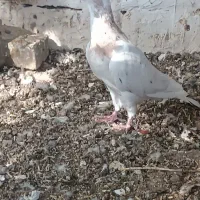 کله هما|پرنده|سبزوار, رباط|دیوار