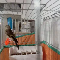 سهره قناری نر|پرنده|اردبیل, |دیوار