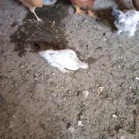 خروس جوجه|حیوانات مزرعه|نقده, |دیوار