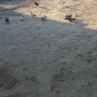 کبوتر ها فروشی
