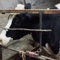 گاو شیری|حیوانات مزرعه|مشهد, شمس آباد|دیوار