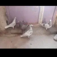 کبوتر نامه بر