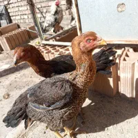 مرغ لاری دانگ بالا|حیوانات مزرعه|تربت جام, بوستان وحدت|دیوار