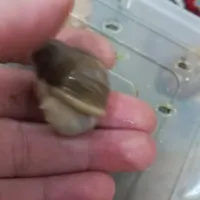 ۷۰ عدد حلزون همراه با باکس