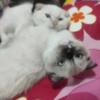 گربه اسکاتیش هیمالین|گربه|تبریز, |دیوار