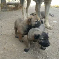 سرابی بینظیر|سگ|تهران, بوستان ولایت|دیوار