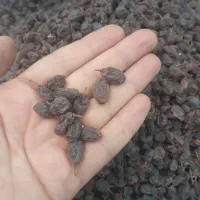 کشمش بیدانه افتابی