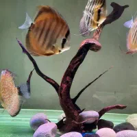 دیسکس|ماهی|مبارکه, |دیوار