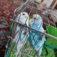 مرغ عشق با قفس و وسایل۴۰۰|پرنده|شیراز, شهرک مهدی‌آباد|دیوار