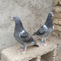 جوجه اردن|پرنده|دزفول, |دیوار