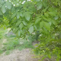 تعدادی-ملک-در-فشند-به-فروش-می-رسدفشند-کردان-تهران