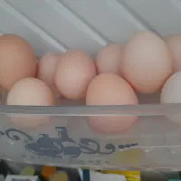 تخ مرغ محلی