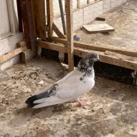 کله دم بر گرفتنی