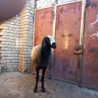 قوچ اصل شال