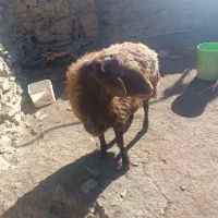 بره نر سالم به شرط هم برای قصابی وهم برای نگهداری|حیوانات مزرعه|ملایر, |دیوار