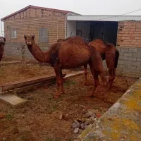 شتر ابست جوان|حیوانات مزرعه|بندر ترکمن, |دیوار
