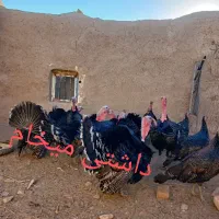 بوقلمون و جوجه مرغ